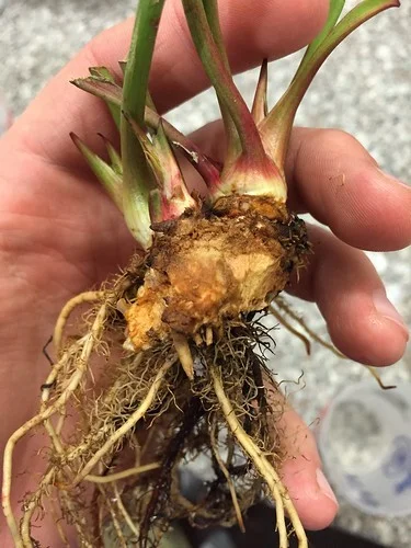 Rhizome Wilt
